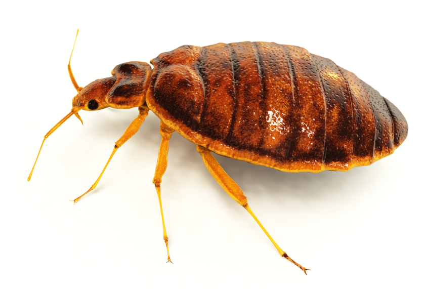 How to Get Rid of Bed Bugs: Bed Bug Removal