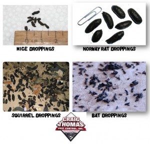 rodent droppings Archives - Craig Thomas - Termite & Pest Control ...